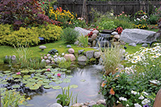 Beautiful Pond /  Water Garden